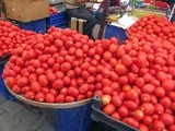 Tomatoes, Tomatoes, Tomatoes