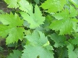 Vine Leaves Stuffed with Rice and Meat -  Etli Yaprak Sarma