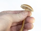 November Mushroom Foraging #2