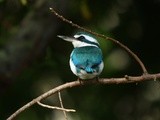 Collared Kingfisher, photographed by Arantxa