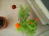 How to grow marigolds at home |Best Tips For Growing yellow orange Marigold (Genda Phool ) in Container / Pot in balcony