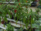 Visit to a Chilli Farm Review