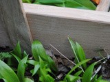 Wild Food by Biddy White Lennon & Evan Doyle: Wild Garlic, Leek and Potato Bake
