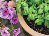 How to Grow Thriving Basil at Home