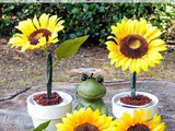 Chocolate Pudding Cup Potted Plants