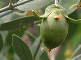 Jojoba oil