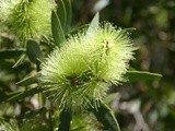 Tea-tree oil