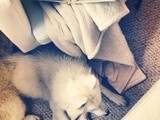 What the husky taught me