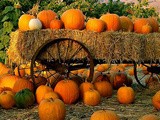 5 Turkey Sides with Pumpkin/Squash  & Happy Thanksgiving :)