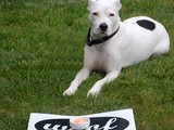 Carrot Ice Cream for Dogs