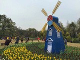 Zi State Park Tulip
