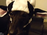 Reisey is a Cow – The Pup Does Halloween