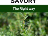 Summer Savory 101: Nutrition, Benefits, How To Use, Buy, Store | Summer Savory : a Complete Guide