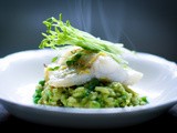 Spring Pea Risotto with Halibut, Spanish Chorizo and Mint