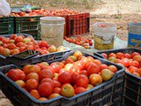In the tomato farms of Mahra Village – living my childhood days again