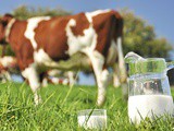Nutritional Facts of Raw Milk