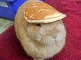 Bunny Looking Dapper with a Pancake ... :)
