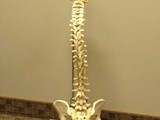 My Bad Back
