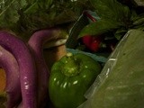 My csa Experience