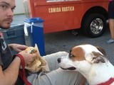 Taco Truck Tortas
