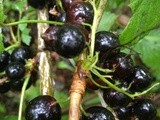 Currant Flap