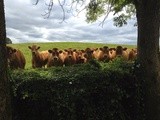 Farming on the Ditch