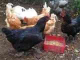 Keeping Chook
