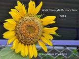Walk Through Memory Lane - January Round Up , Winners and February Announcement