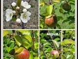 20 key tips for growing yummy fruit