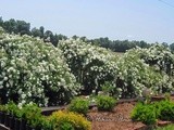 Hibiscus House White Roses Tour