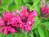 How Many Bees Do You See