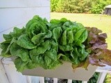 Lettuce Rail Garden and Critters