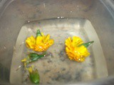 Marigold Flower Juice - uc recipe