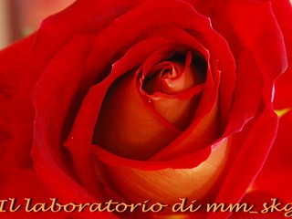 Rosa di dicembre ***** τριανταφυλλο του δεκεμβρη