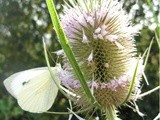 Flowers Of France