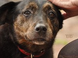 Bb: From Puppy School Drop Out To Role Model Senior Pet