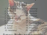 Photo Challenge – Pets