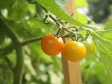 The Tomato Garden