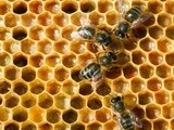 Dublin Beekeepers’ Association to host Dublin Honey Show on 8th November