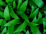 Oven Baked Creamy Wild Garlic & Cheese Potatoes