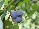 Pick-Your-Own Blueberries@Clyde River Berry Farm 採蓝莓记