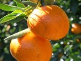 Pick-Your-Own Mandarin Oranges at Watkins Orchard 採橘子记