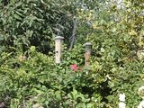Attracting Birds to your Garden