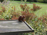 Red squirrel at the Earl Grey Tea House