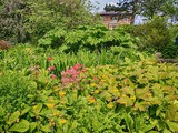 Sheffield Botanical Gardens in June