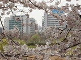 Spring Series: Hangang Yeouido Spring Flower Festival