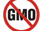 Genetski modificirana hrana // gmo