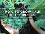How to grow Kale in the Tropics