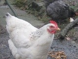 Another Chicken Saga