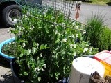 Recycled Container Gardening Update, Year iii, in an rv